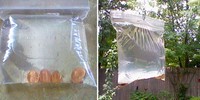 Hang A Bag Of Water With Pennies Outside Your Front Door 