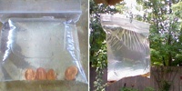 Hang A Bag Of Water With Pennies Outside Your Front Door