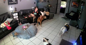 Marido descubre por qué su perro está obsesionado con la mujer