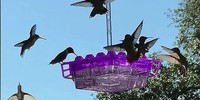 This Hummingbird Feeder is Taking Texas By Storm.