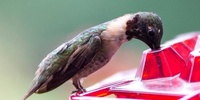 This Hummingbird Feeder is Taking Texas By Storm.