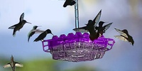 This Hummingbird Feeder is Taking Texas By Storm.